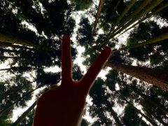 -武陵山森林公园