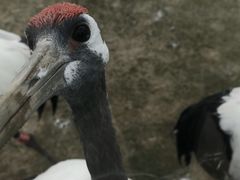 -盐城丹顶鹤湿地生态旅游区
