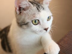 -Heymao猫咖.咖啡厅(东门店)