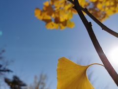 -遵化市禅林寺古银杏风景园