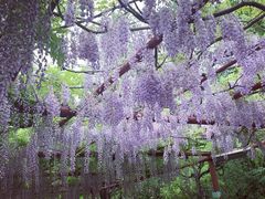 -嘉定紫藤园