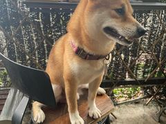 -柴犬高等学院·狗咖·柴犬售卖·宠物训练