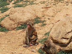 -石家庄市动物园