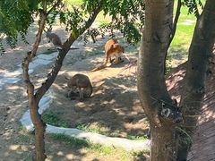 -大连森林动物园