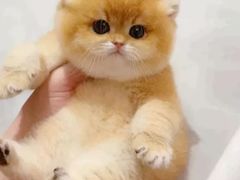 -猫十亿·布偶金渐层·曼基康矮脚猫舍(青年路店)