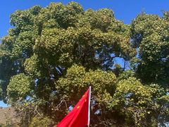 -五角枫生态旅游景区