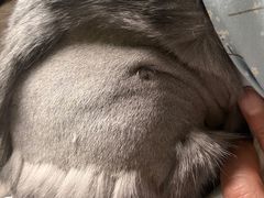 -艾贝尔宠物诊疗