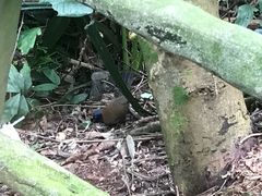 -海口火山口国家地质公园