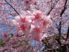 -大宁郁金香公园-停车场