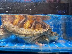 -大鹏饭店·金陵家宴(奥体中心店)