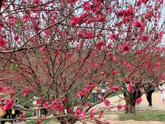 -南国桃园旅游度假区