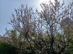 -新虹桥中心花园