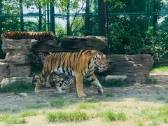 -上海野生动物园老虎餐厅