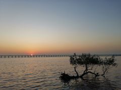 -宝安西湾红树林湿地公园