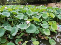 -广西大学(大学东路校区)