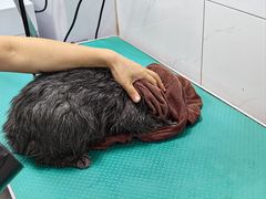 -瑞鹏宠物医院·爱宠堂·骨外专科(西荷分院)