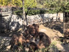 -石家庄市动物园