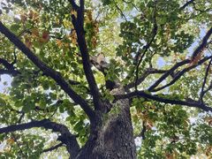 -镇江市南山风景名胜区竹林景区