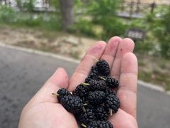 -盐城丹顶鹤湿地生态旅游区