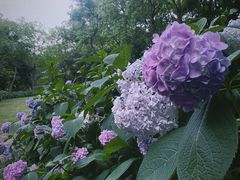 -茅家埠