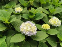 -成都市活水公园