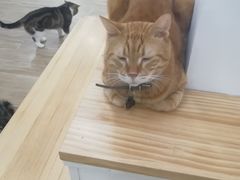-李小姐の猫咖啡馆(五角场店)