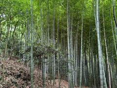 -上海佘山国家森林公园天马山园