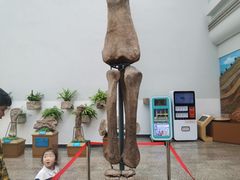 -自贡恐龙博物馆