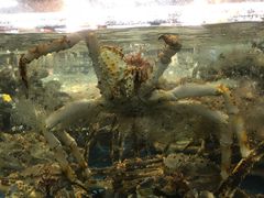 -老炉家木炭烤肉(长江国际店)