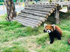 -灵玲国际马戏城