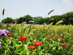 -上海杨姆庄园