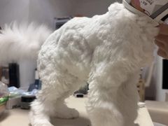 -猫苑生活馆