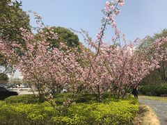 -上海第二工业大学(金海路校区)