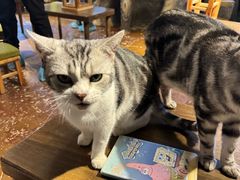 -猫猫幼稚园·撸猫·桌游·电玩