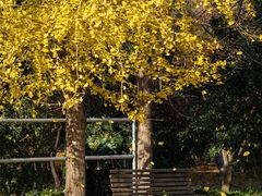 -上海共青森林公园