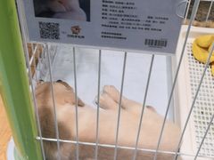 -龟与熊猫宠物公园(南坪店)