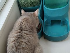 -Let's go狗咖·猫咖·奶狗·桌游(春熙路IFS店)