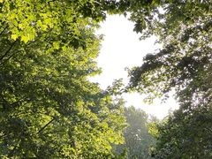 -上海共青森林公园