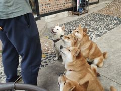 -柴犬高等学院·狗咖·柴犬售卖·宠物训练