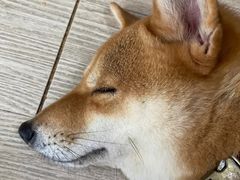 -柴犬高等学院·狗咖·柴犬售卖·宠物训练
