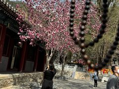 -潭柘寺景区