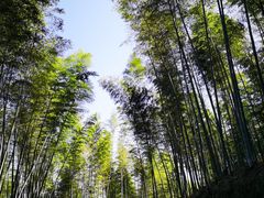 -江西阳明山国家森林公园