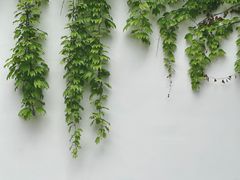 -龙华寺