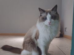 -飞行喵MR PILOT|猫舍·猫咖(静安大融城店)