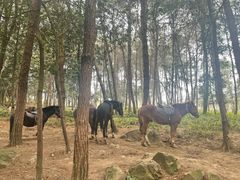 -铁山坪森林公园