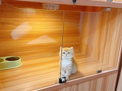 -猫十亿·布偶金渐层·曼基康矮脚猫舍(青年路店)