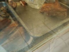 -聂记粤菜馆(鼓西路店)