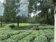 -野蔓果·山野菜(西湖景区·龙井茶田店)