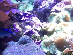 -悉尼海洋生物水族馆