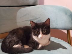 -这儿没有猫·猫咖萌宠馆·撸猫